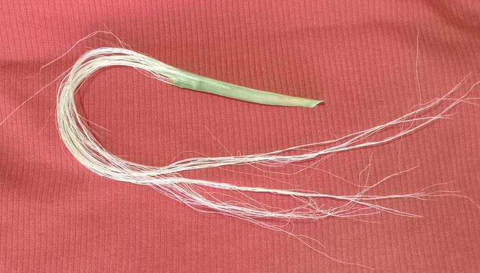 Arkansas yucca leaf for fiber