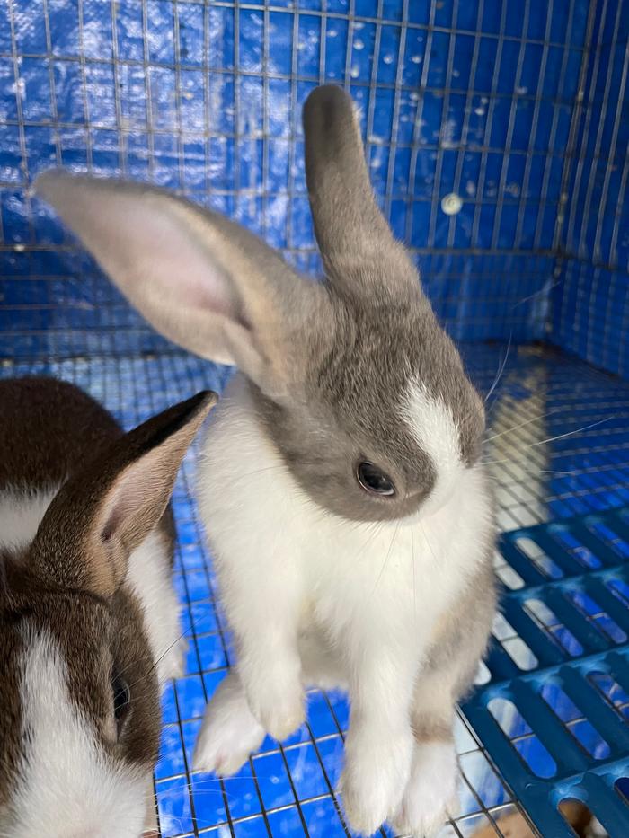 Why is it that rabbits grooming themselves are just so cute?