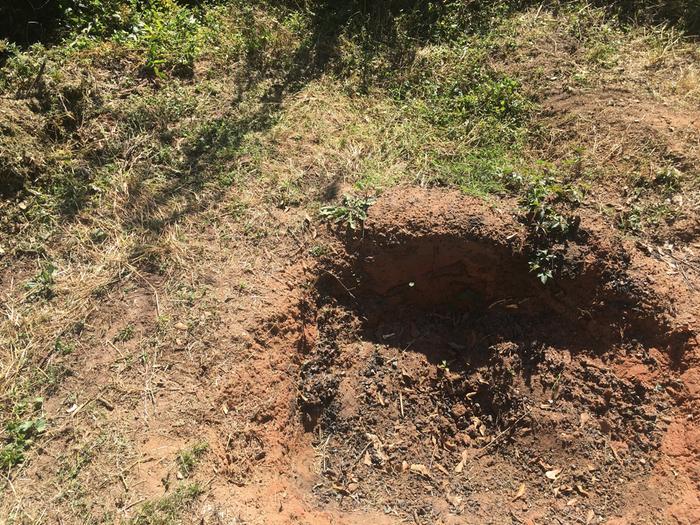 catch pits, one partially dug out already. lots of bones visible