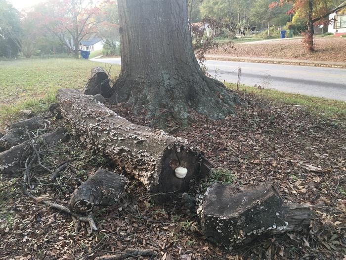 cleaned up all these logs. lion's mane!