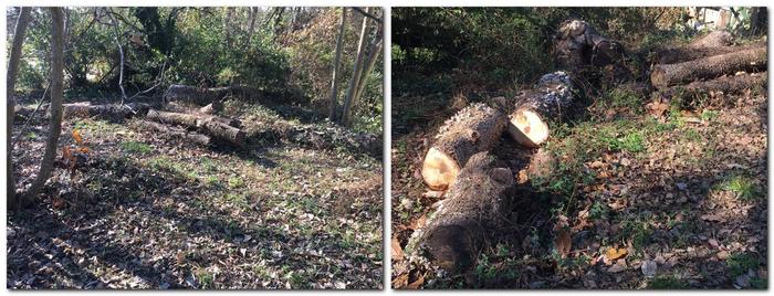 next logs, with oysters