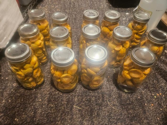 14 quarts of dried apricots