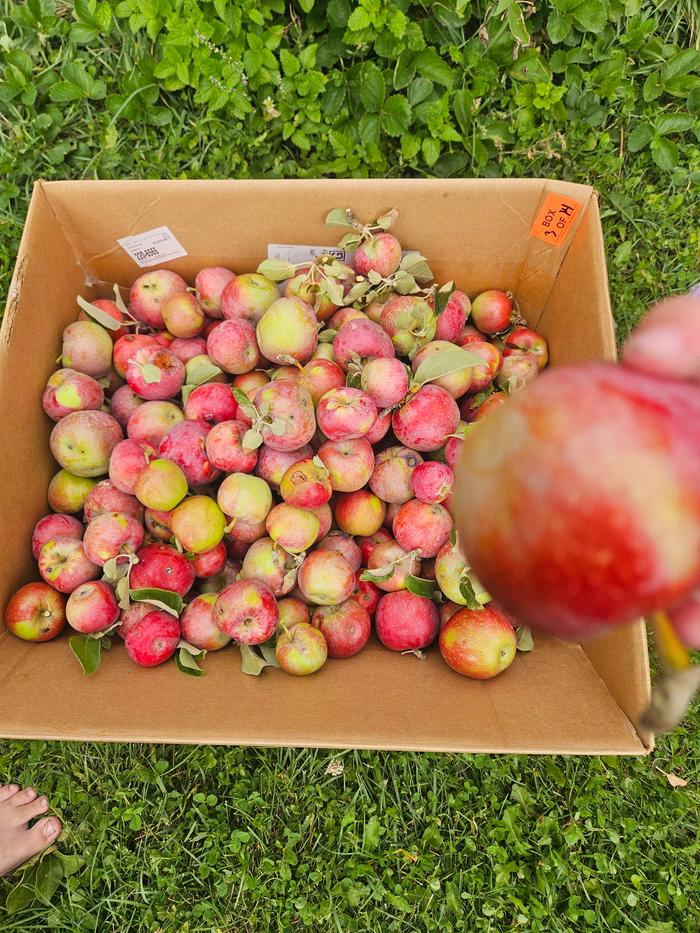 next come the windfall honeycrisps. These are off the trees in my backyard