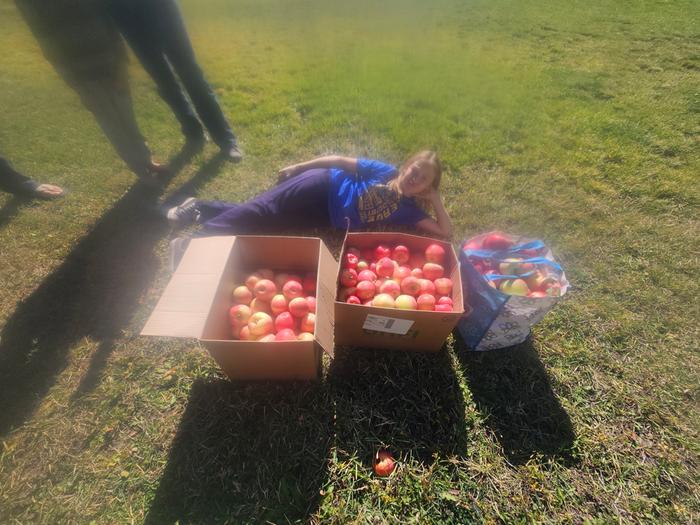 and honeycrisps from a friend's house, a quarter mile away. Literally I walked to their house. But then 50 pound boxes of apples were too heavy. So I had to come back