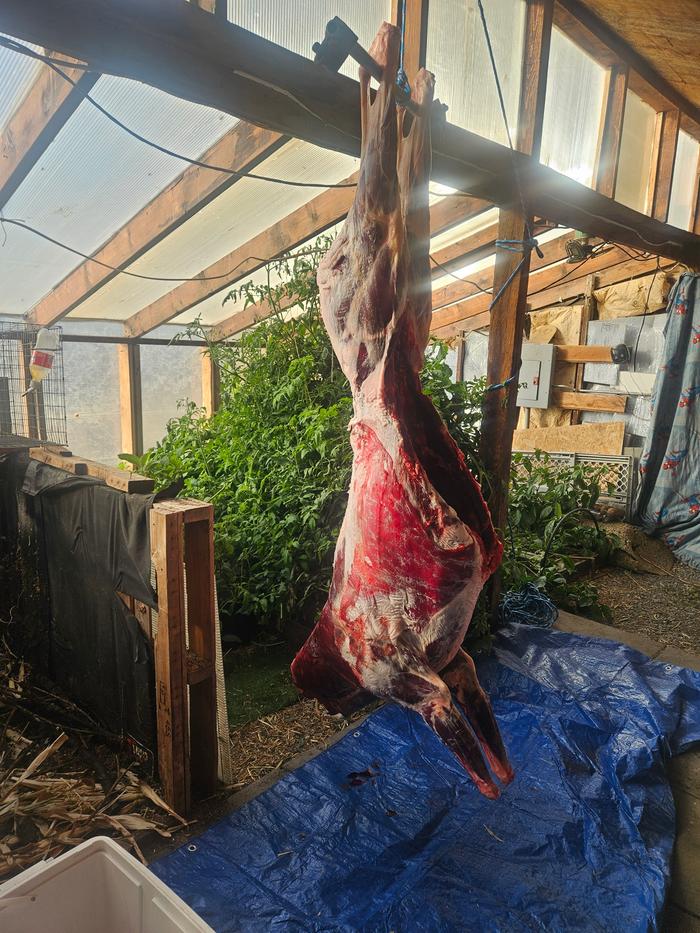 A large buck, hanging in my greenhouse, waiting to be butchered