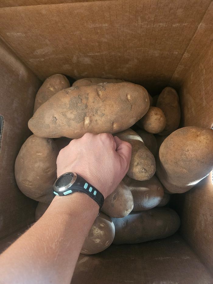 Huge spuds