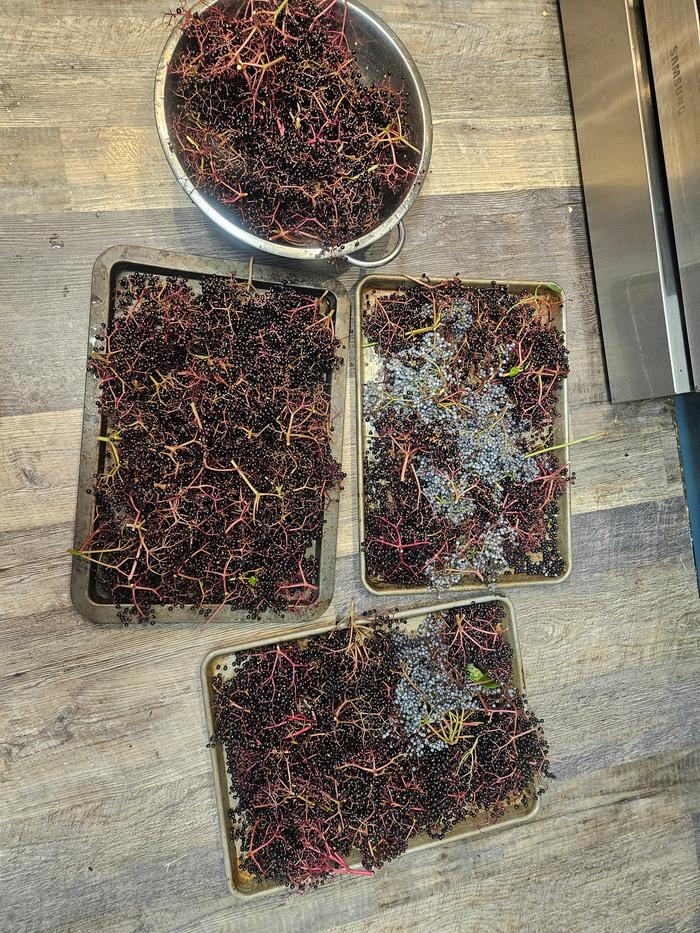 Elderberries from one bush, blue and black