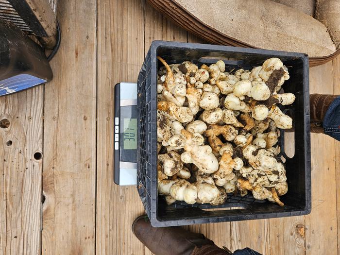 One load of sunchokes