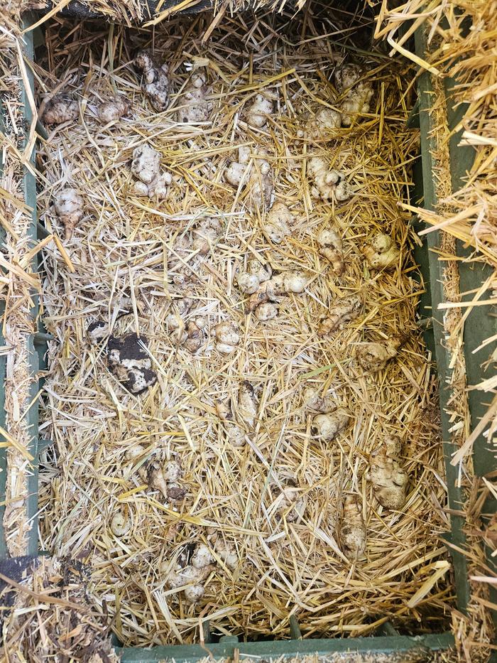 Tucking the tubers away in the straw. Look how full my little storage unit is now!