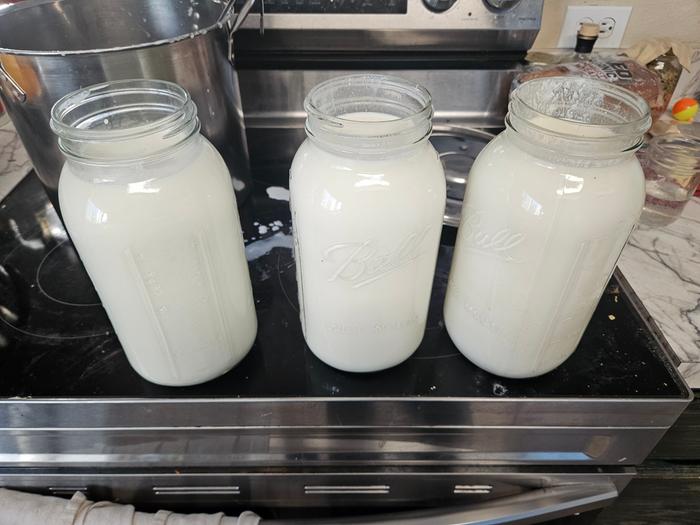 A gallon and a half of yogurt brewing