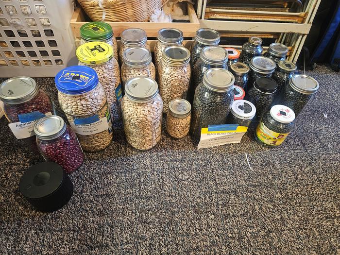 All the beans bottled! 