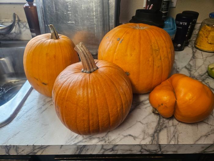 Waiting for yumminess