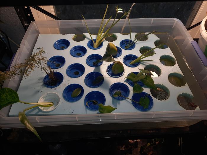 Water cultured cutting propagator