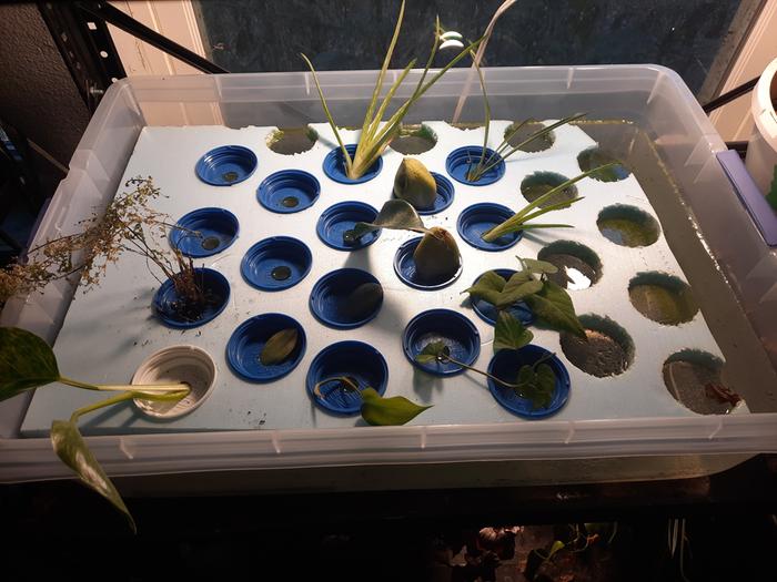 Water cultured cutting propagator