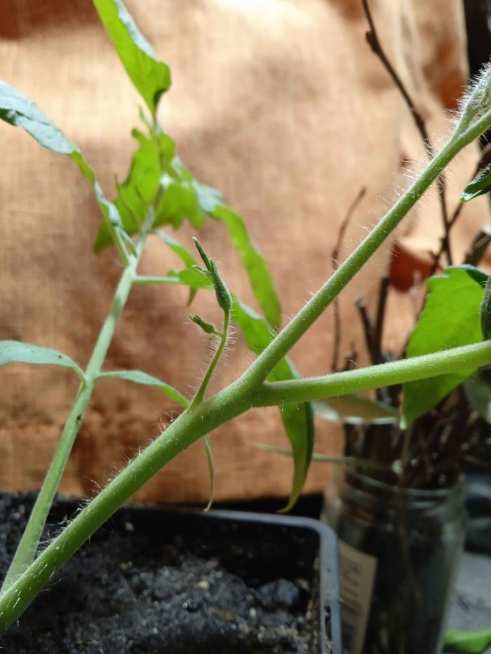 Buds of volunteer plant, note split bud tips