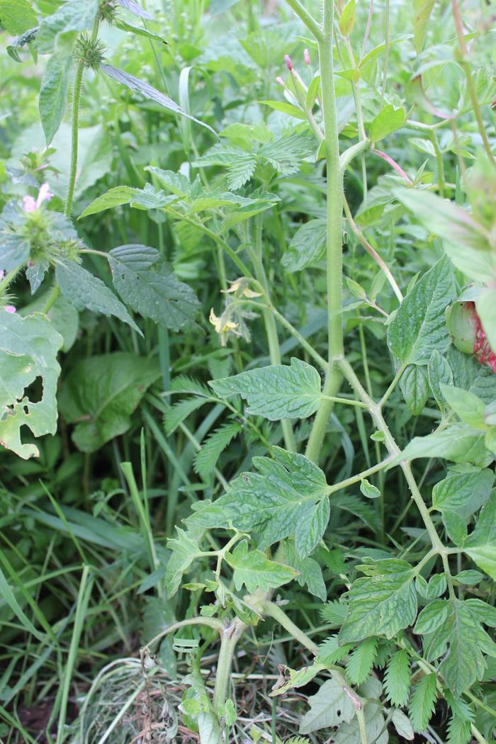 Volunteer tomato flowering outside on Skye