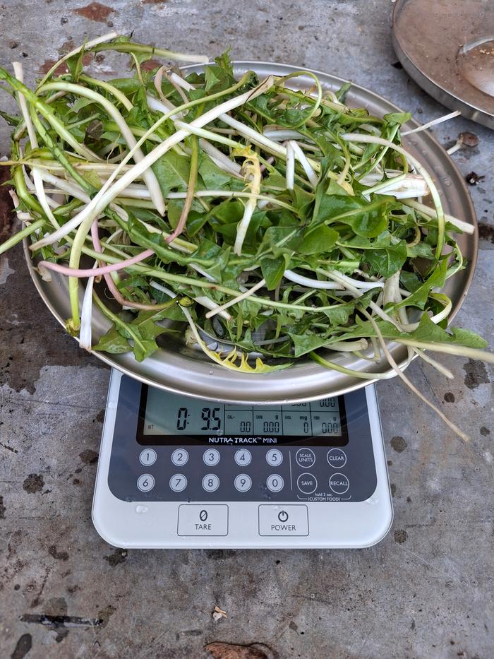 dandelion greens May 12, 2025