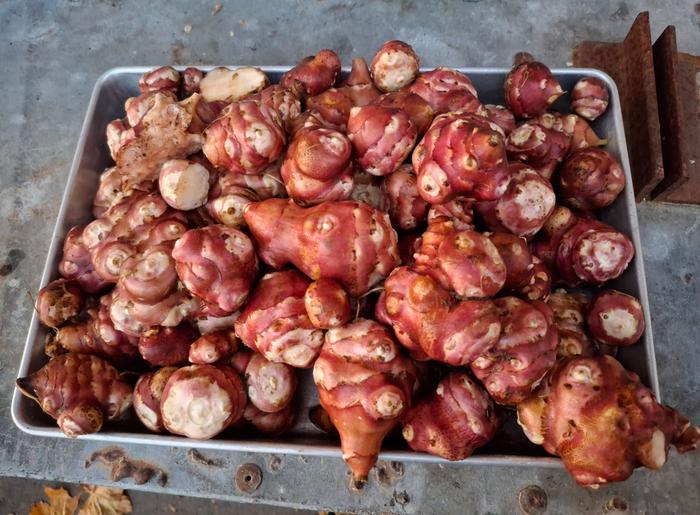 Nov 2025, half of sunchoke harvest