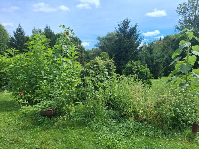 gamcod plot, year 2, 2026