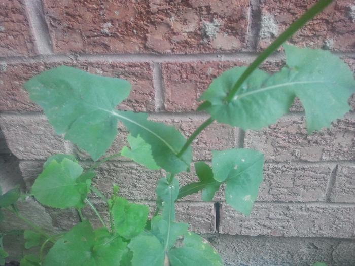 Second Plant