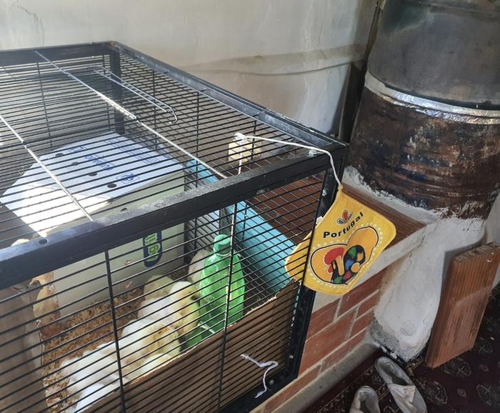 Cornish Cross brooder on bench