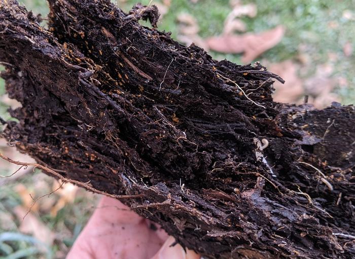 decay of buried leaves in soil