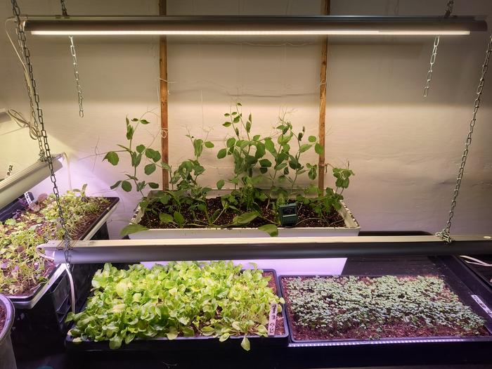 Peas, baby lettuce, and micro kale