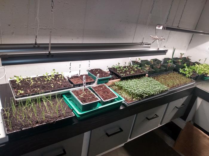 Seed-starting, microgreens, and strawberry propagation