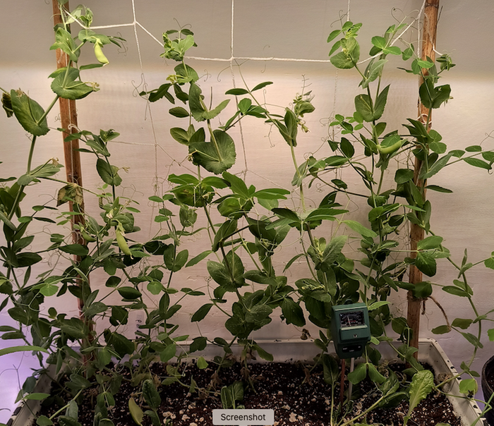 basement snap peas with pods in early March