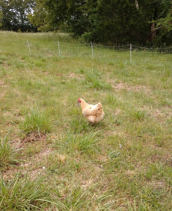 [Thumbnail for chicken-with-mouse.jpeg]