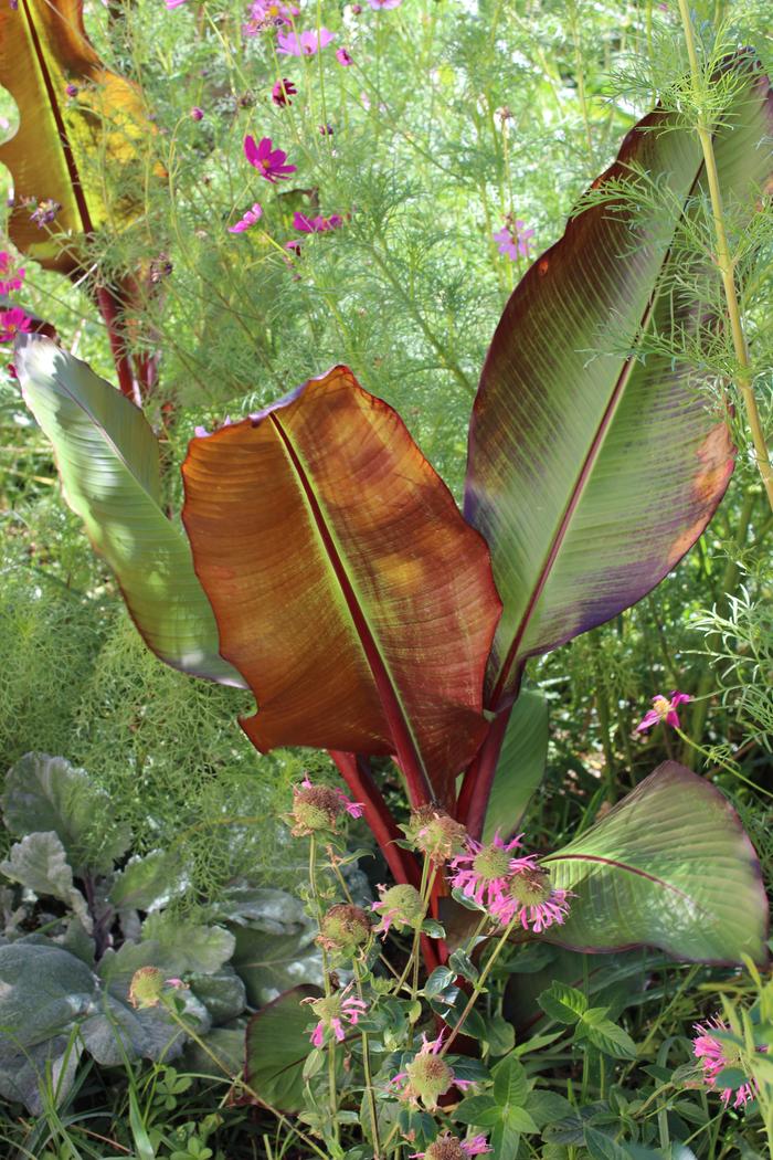 [Thumbnail for IMG_4215.JPG]