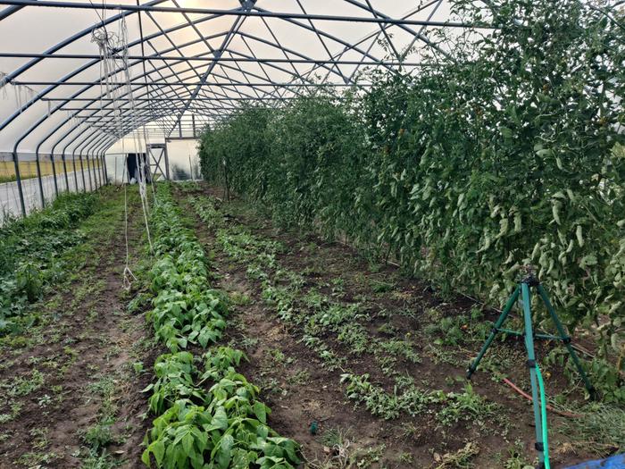 The day I learned what a hoop house was and why it is useful (for Mexican crops).