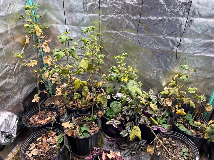 cotton (and stuff) growing indoors in the northern Minnesota winter