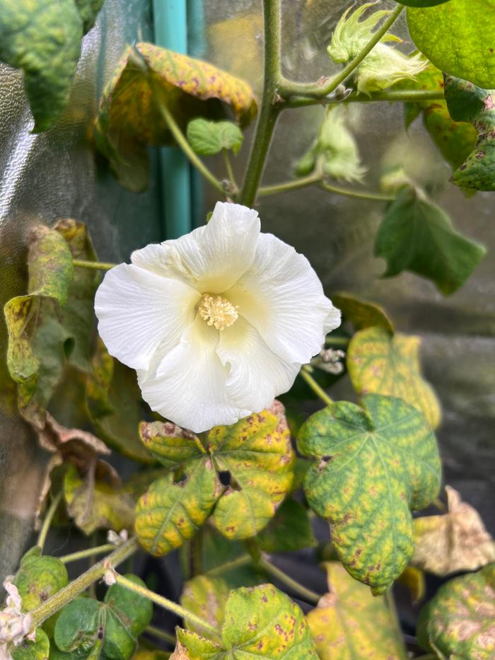 a cotton blossom