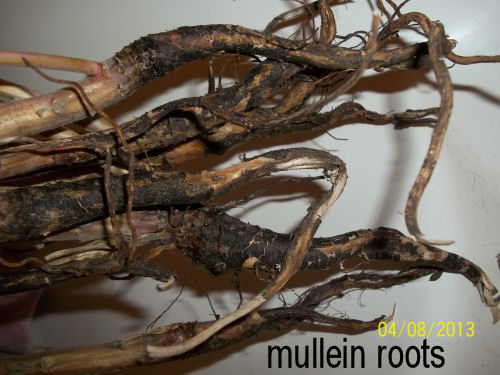 [Thumbnail for mullein-roots.jpg]
