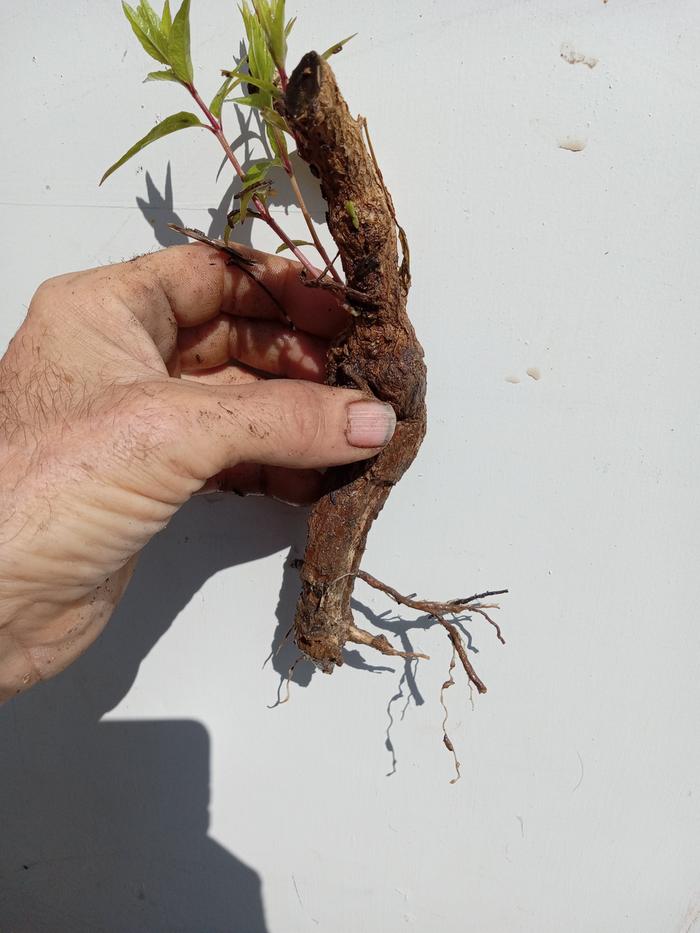 Flame acanthus rooting