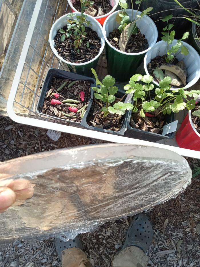 Cilantro dugand potted in biochar plus compost