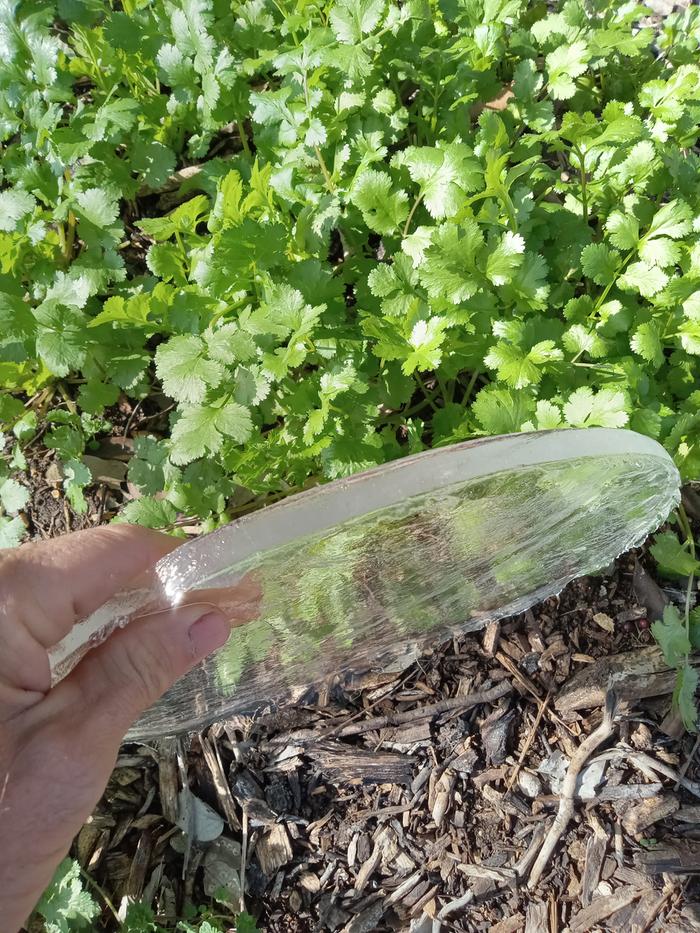 Cilantro left in ground