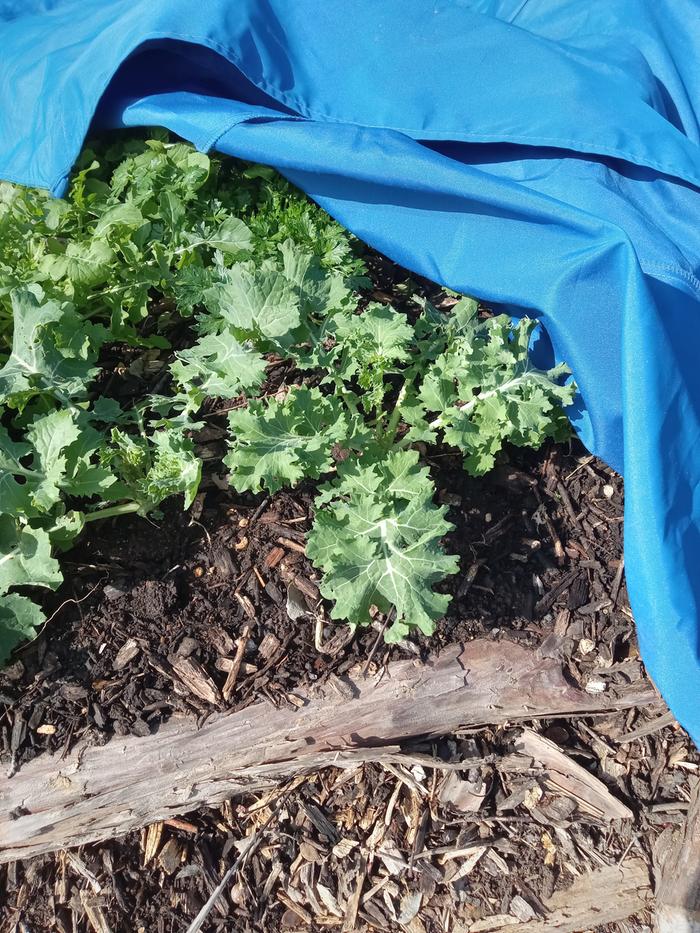 Kale and arugula from hugel bed is tasty!
