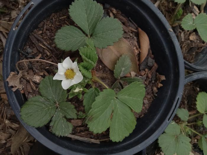 Healthy strawberry