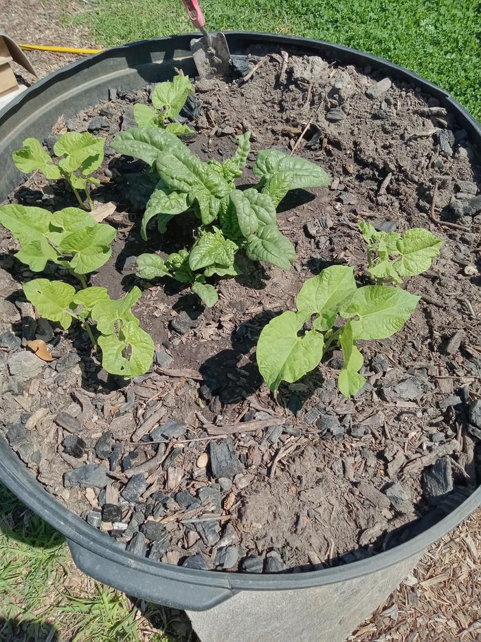 Spinach and gren beans