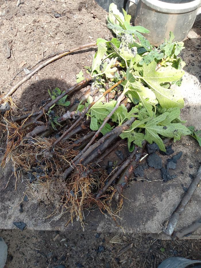 Biochar plus sand works great for rooting figs