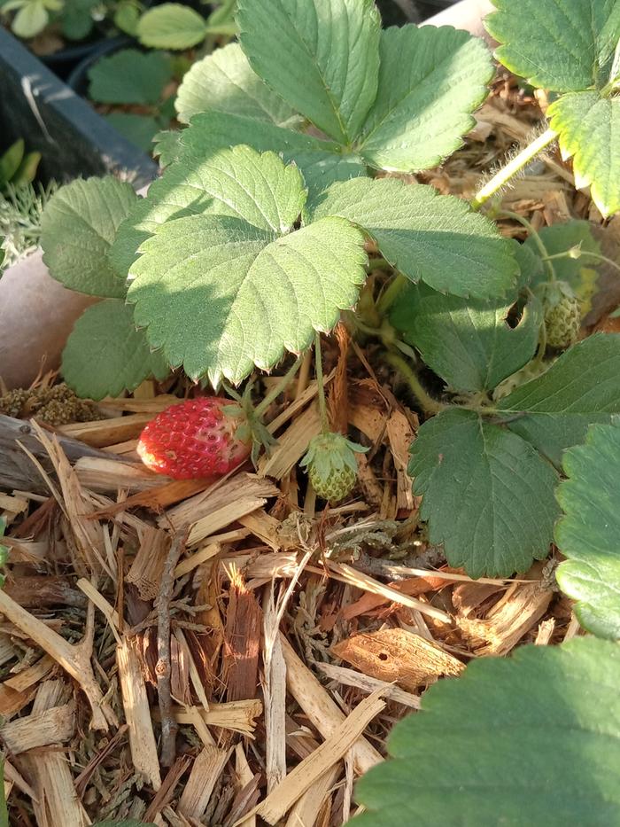 Red berries sell strawberry plants