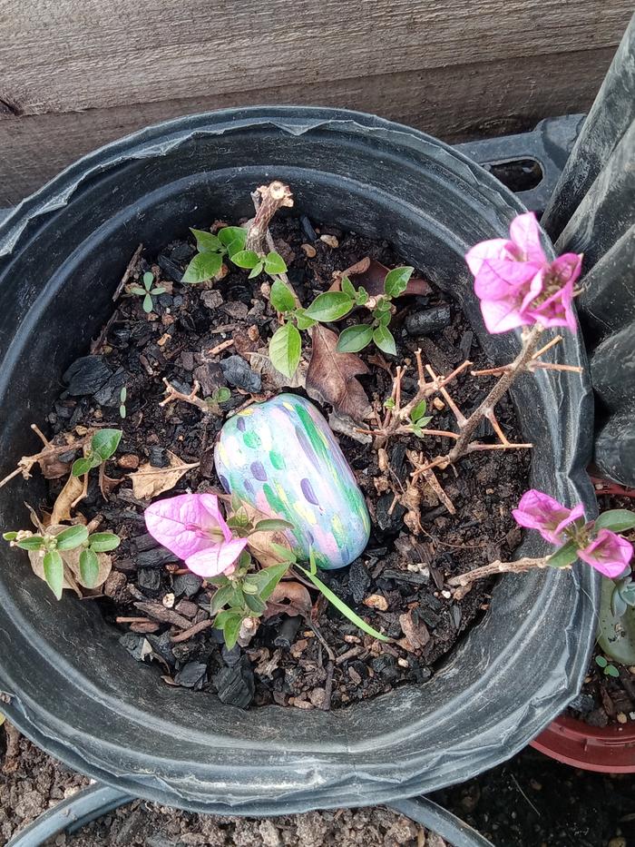 ...hoping these bugemvilla continue to thrive
