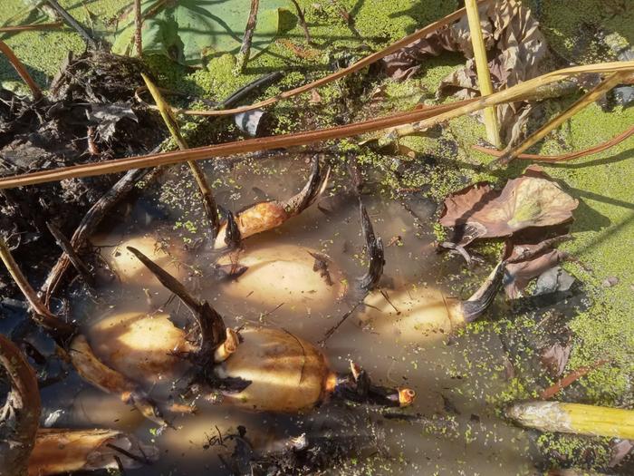 Lotus roots