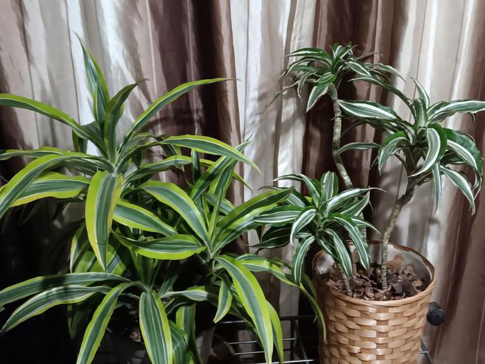 Rule of three Dracaena