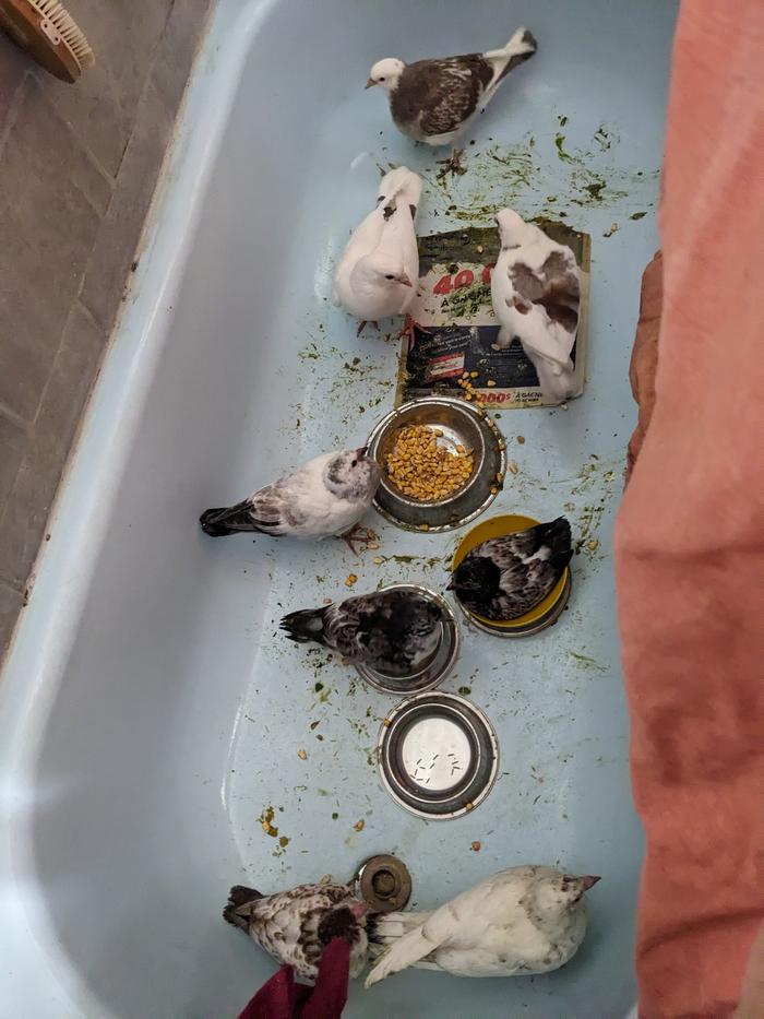 A bath load of squeakers 