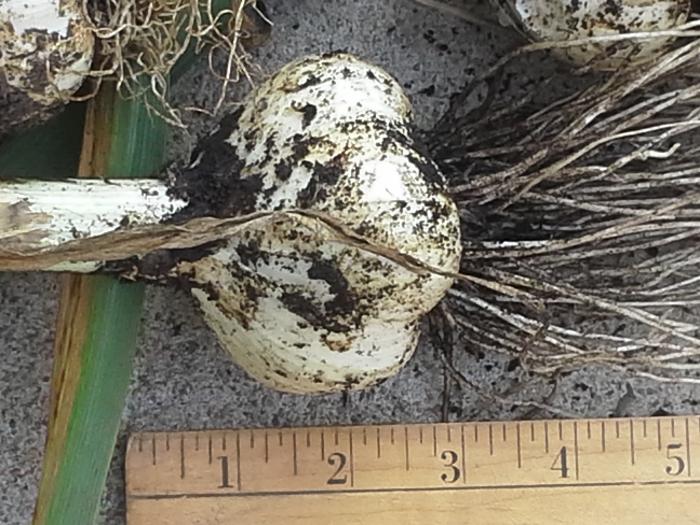 huge garlic bulb grown in Kansas
