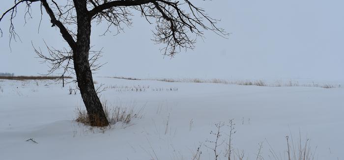 A view further east - in the middle of the shot are red currants (nearer) and black currants