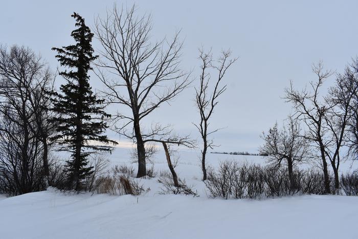 Facing south, east of the house...source of hugel material straight ahead